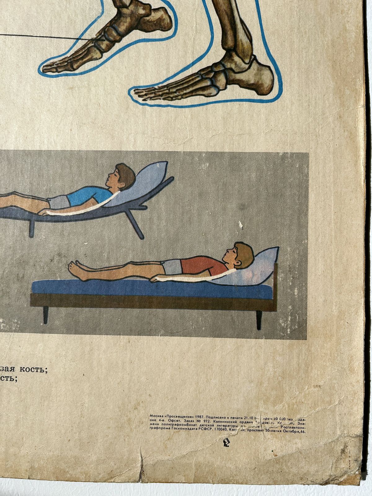 photo for sale 1982 Original Double Sided Soviet School Chart On Human Anatomy: Skeleton & Muscles, Vintage Ussr Educational Poster