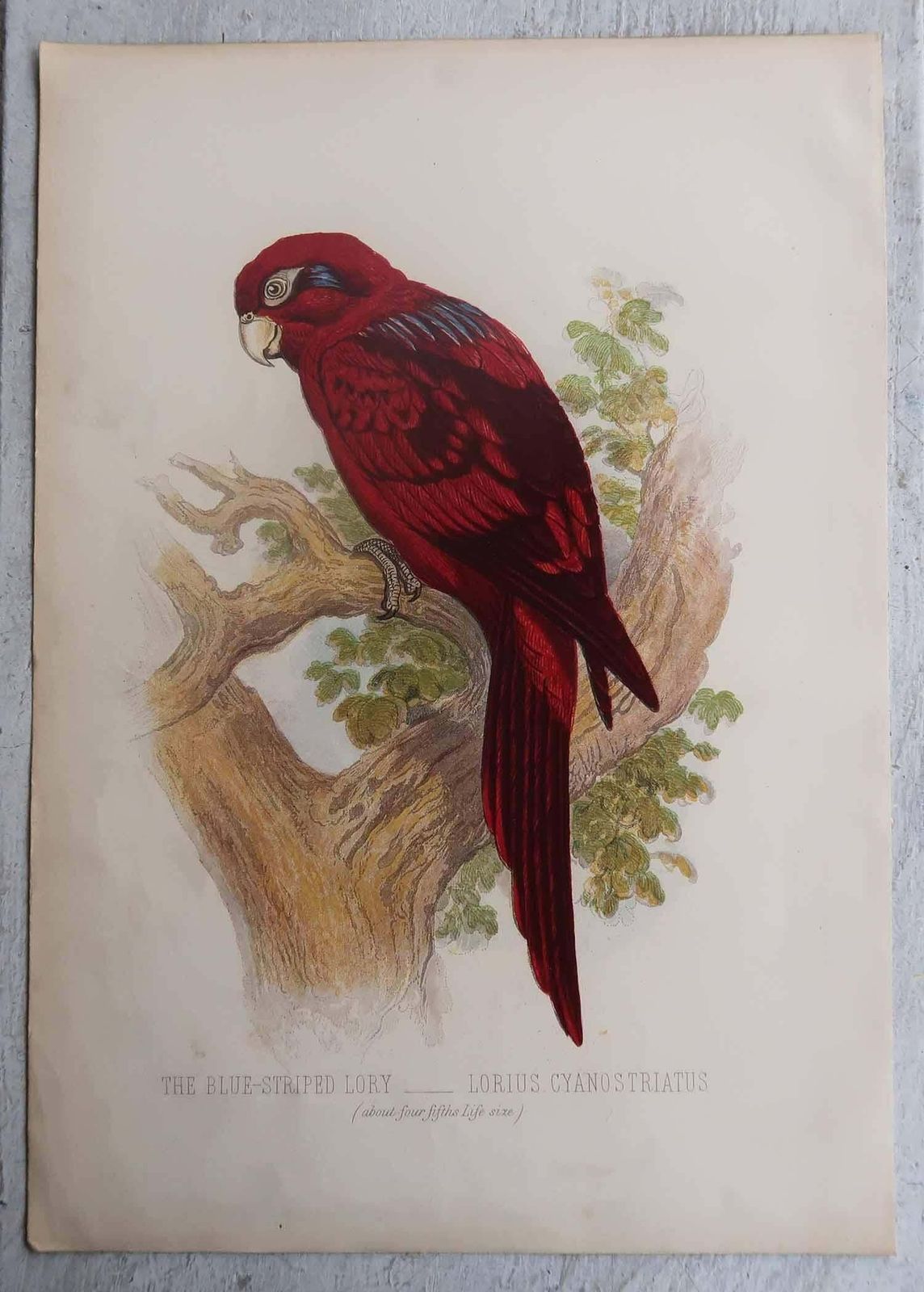 photo for sale Set Of 12 Original Antique Prints Of Exotic Birds, C.1880.