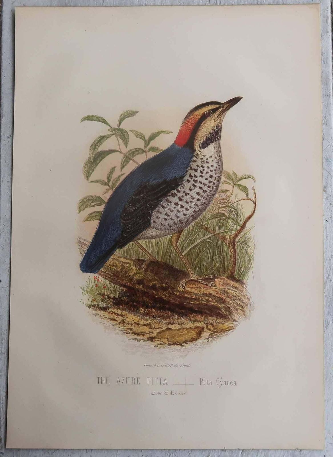 Art Set Of 12 Original Antique Prints Of Exotic Birds, C.1880. photo