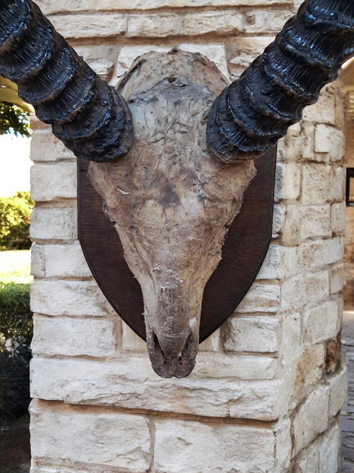 Antique Pair African Waterbuck Horns Antelope Taxidermy Mounted Oak Shield Large photo vinterior