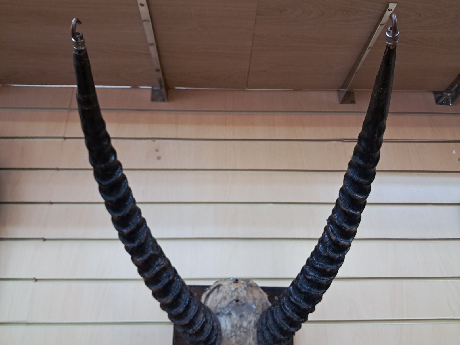 photo vinterior Antique Pair African Waterbuck Horns Antelope Taxidermy Mounted Oak Shield Large