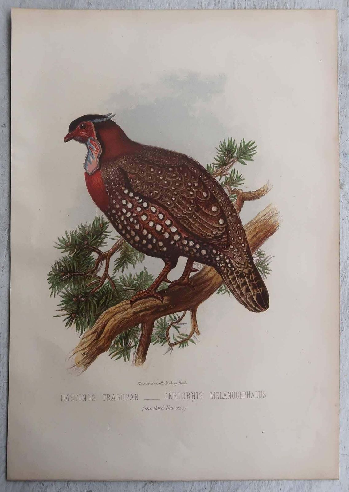 Set Of 4 Original Antique Prints Of Game Birds, C.1880. photo for sale