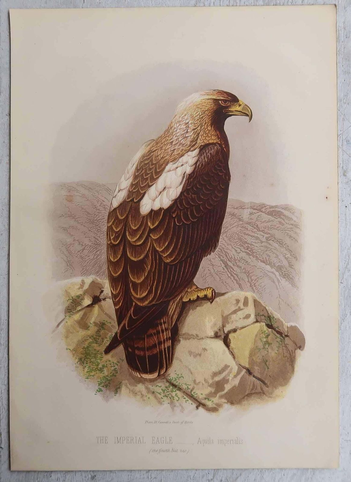 Set Of 4 Original Antique Prints Of Birds Of Prey, C.1880. photo furniture
