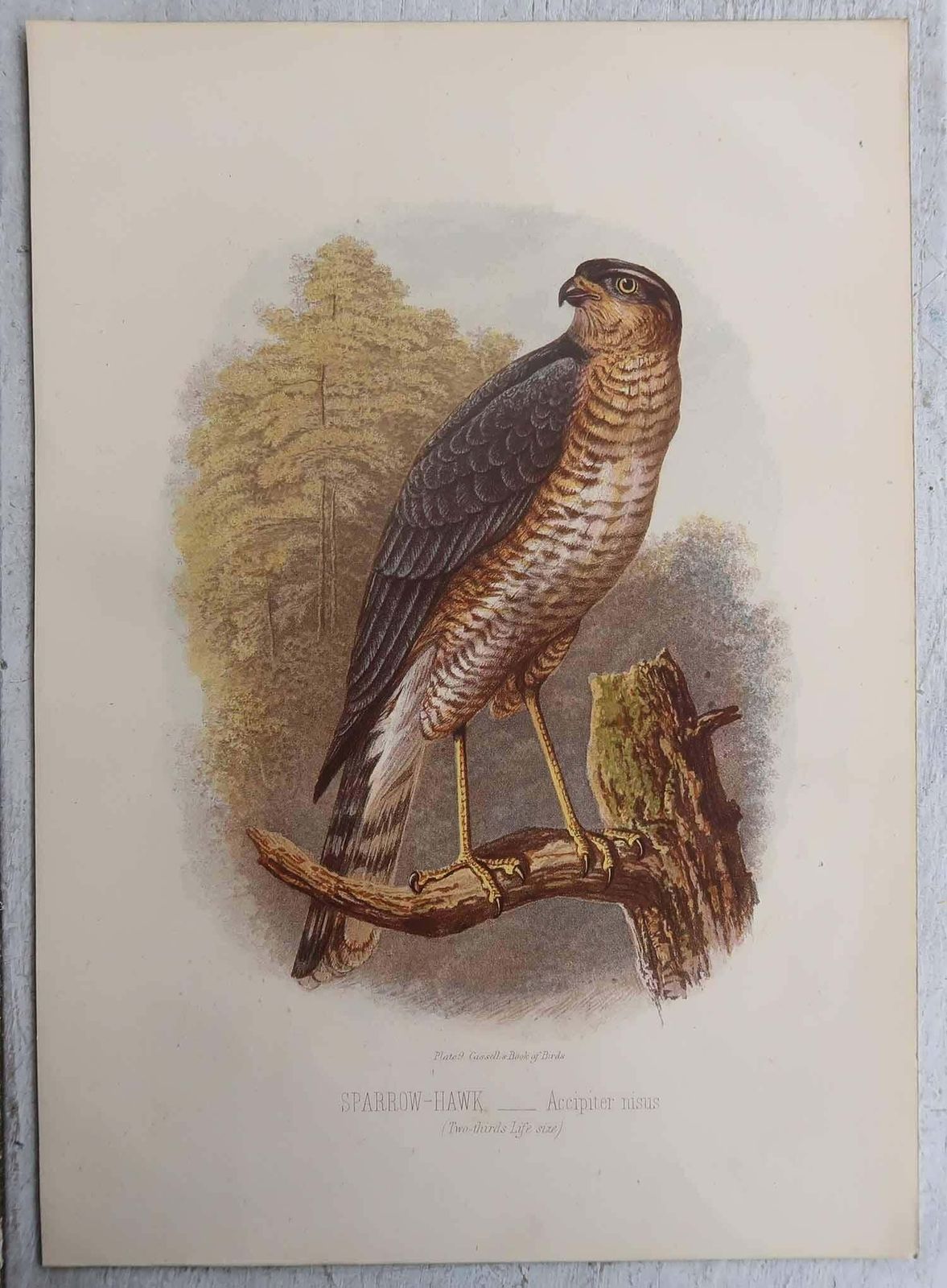 Set Of 4 Original Antique Prints Of Birds Of Prey, C.1880. photo Art