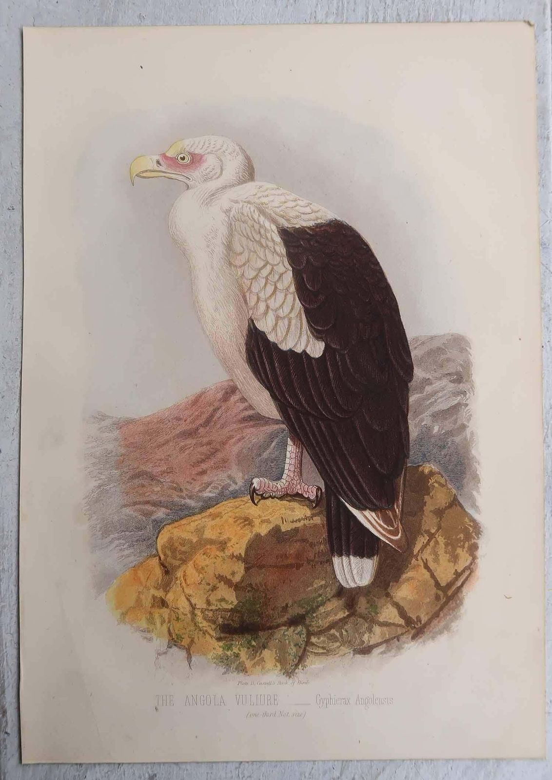 Set Of 4 Original Antique Prints Of Birds Of Prey, C.1880. photo 120.0