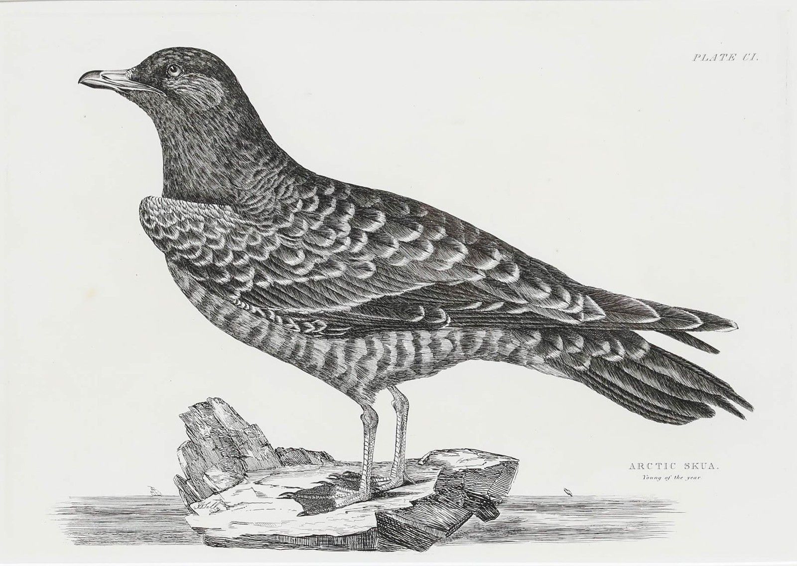 Prideaux John Selby (1788 1867) Early 20th Century Engraving, Arctic Skua photo furniture
