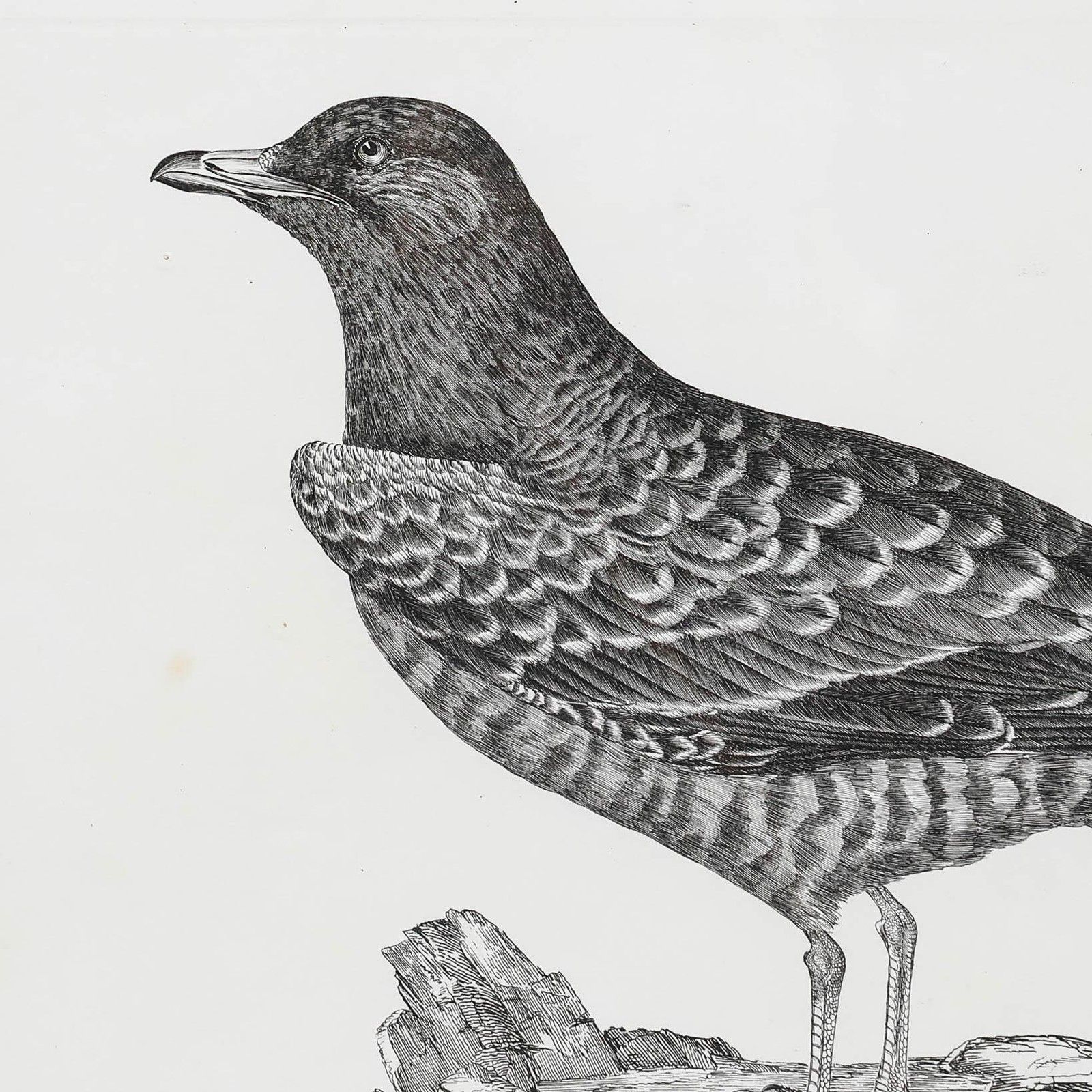 Prideaux John Selby (1788 1867) Early 20th Century Engraving, Arctic Skua photo 275.0
