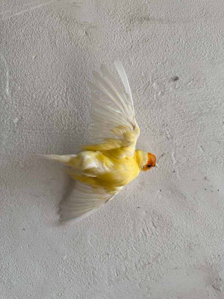 235.0 Large Dried Flower Wall Wreath With Bird Detail photo