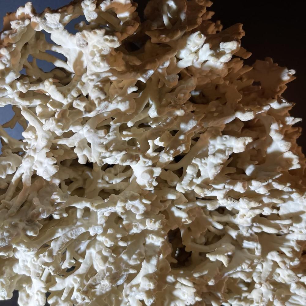 Hollywood Regency Koralen Tafellamp Op Verguld Bronzen Voet Van Willy Daro, Jaren 1970 photo Verlichting
