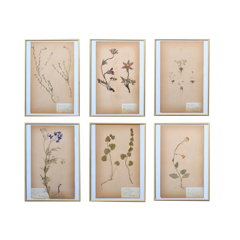 Six Early 20th Century Pressed Botanic Samples Signed And Dated Flowers Circa 1906