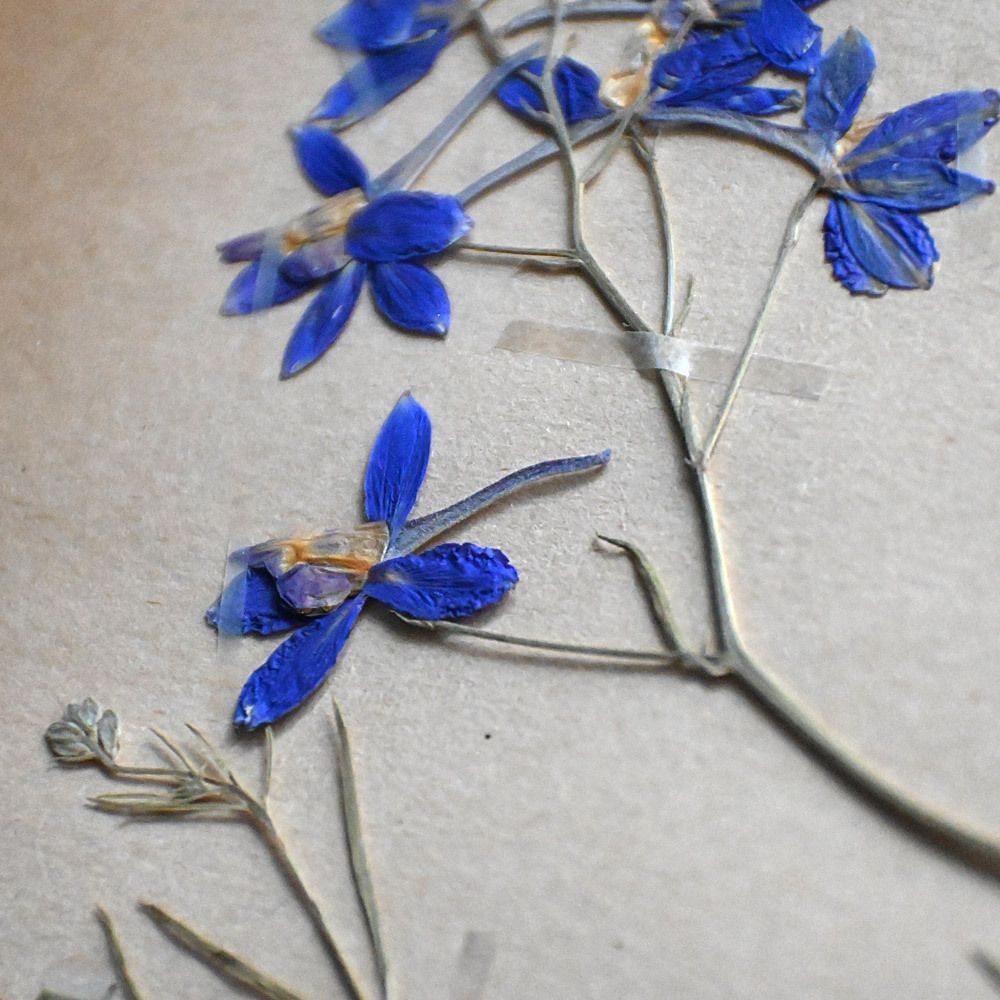 Six Early 20th Century Pressed Botanic Samples Signed And Dated Flowers Circa 1906 photo 834.0