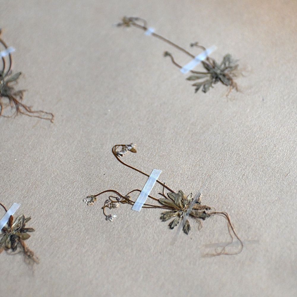 photo furniture Six Early 20th Century Pressed Botanic Samples Signed And Dated Flowers Circa 1906