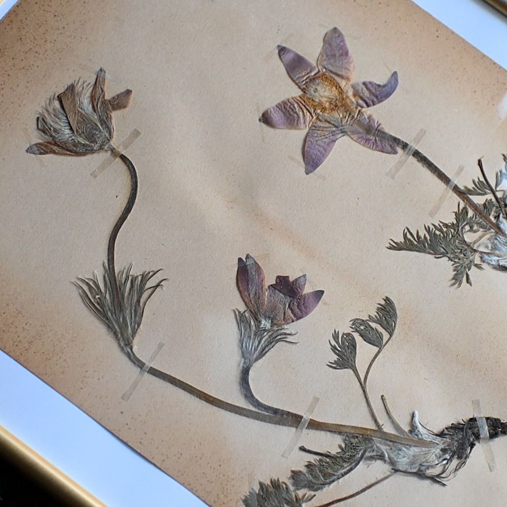 photo for sale Six Early 20th Century Pressed Botanic Samples Signed And Dated Flowers Circa 1906