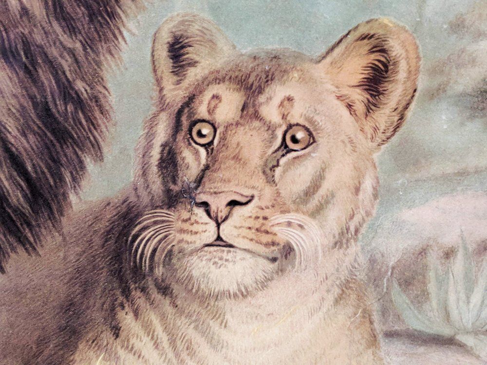 Antique Lion & Lioness Original Educational Wall Chart By A. Pichlers Witwe & Sohn, Vienna, 19th Century photo for sale