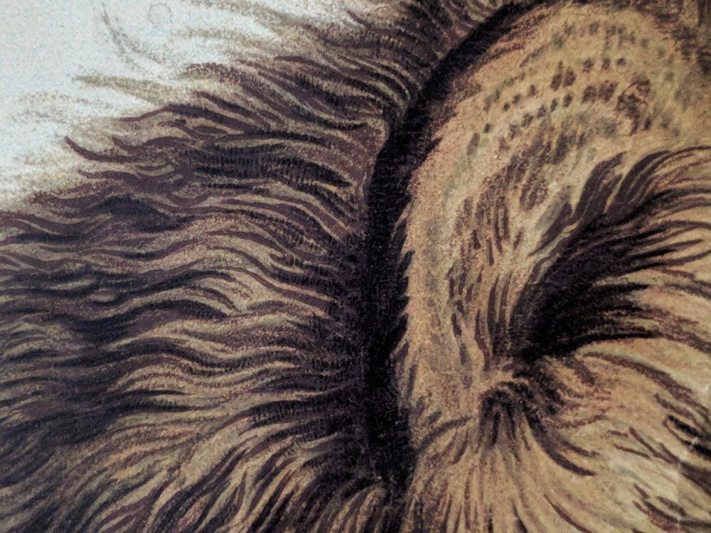 Antique Lion & Lioness Original Educational Wall Chart By A. Pichlers Witwe & Sohn, Vienna, 19th Century photo vinterior