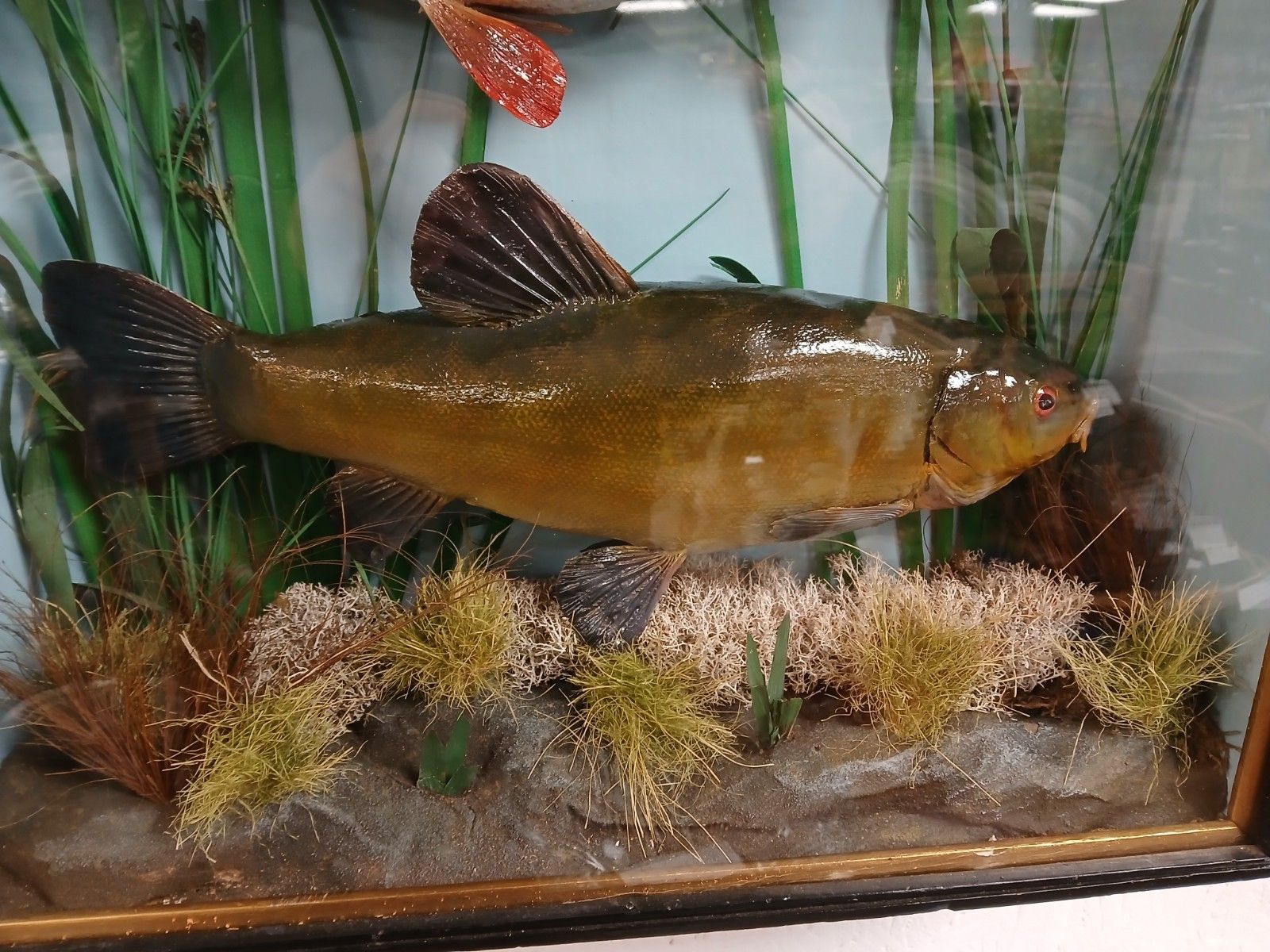 Refurbish Freshwater Perch & Tench Taxidermy In Box Fronted Case photo Home Decor