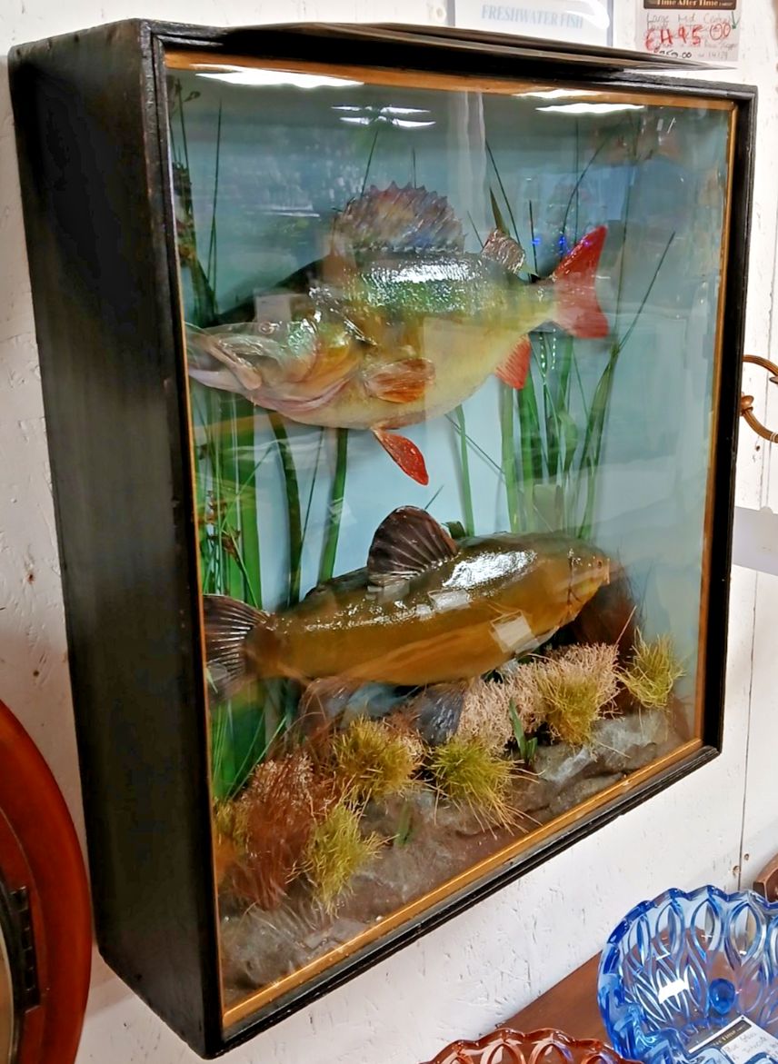 Refurbish Freshwater Perch & Tench Taxidermy In Box Fronted Case photo 695.0