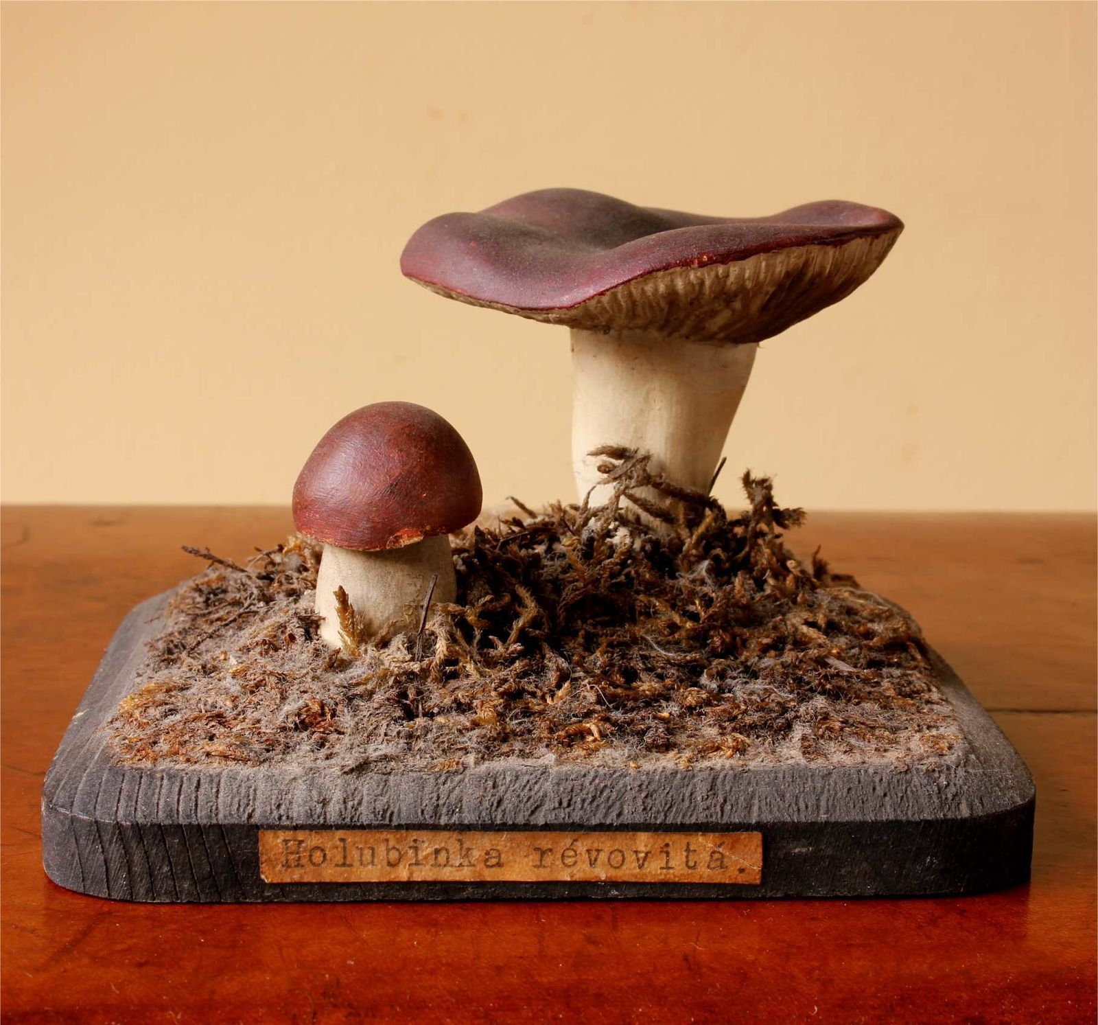 Antique Mushroom Model Teaching Aid. Holubinka Revovita. Collectible.