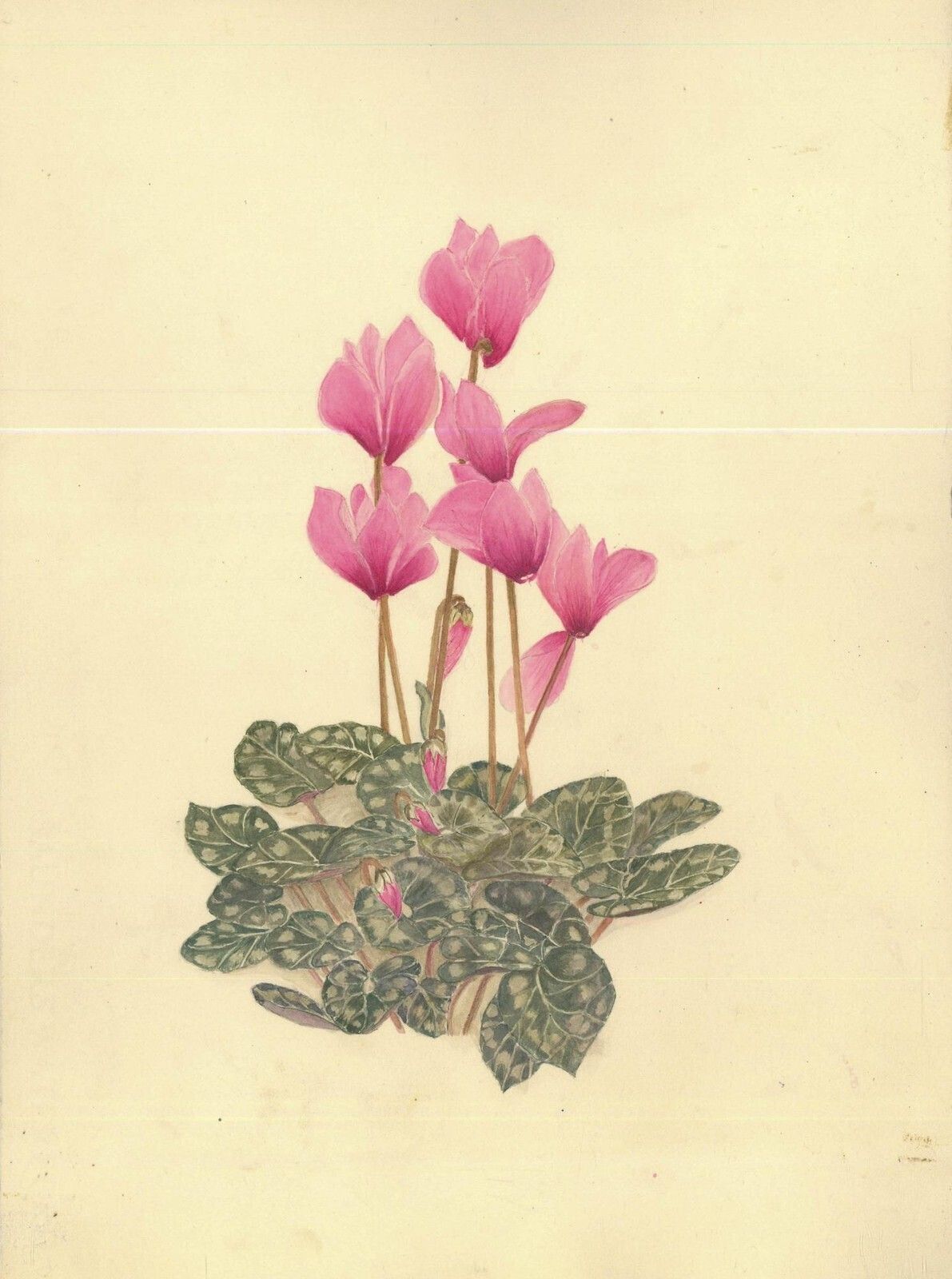 Kathleen Moyra Bellis 20th Century Watercolour, Cyclamen Persicum photo furniture
