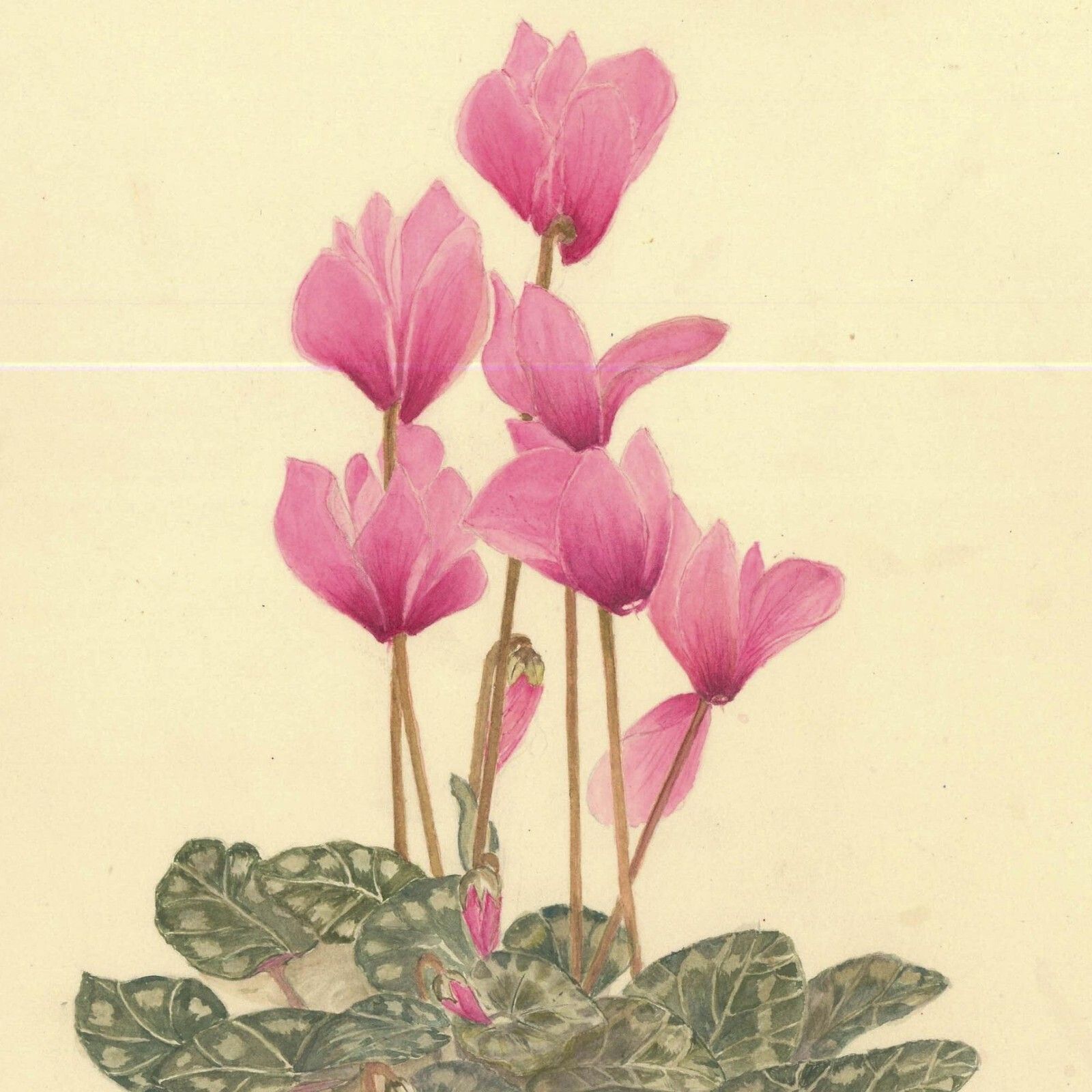 Kathleen Moyra Bellis 20th Century Watercolour, Cyclamen Persicum photo for sale
