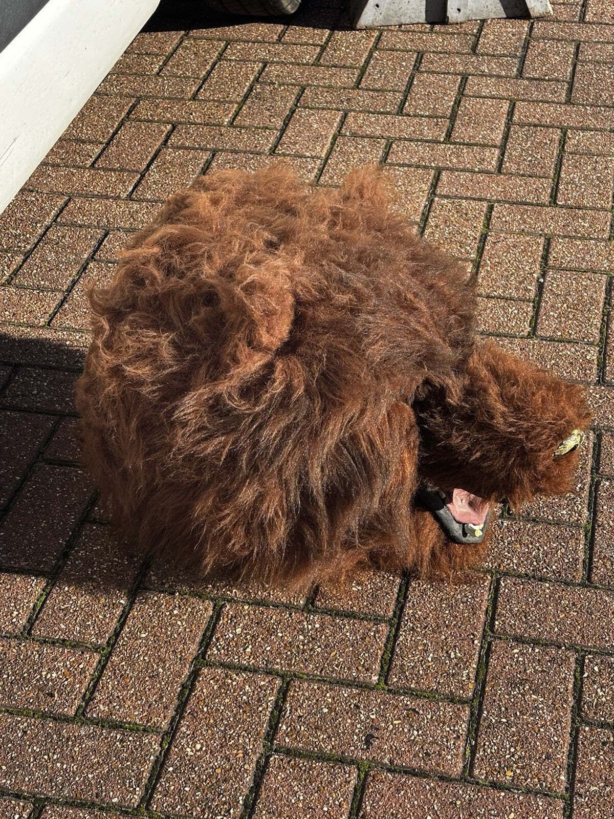 Shop Display Full Size Grizzly Bears Head (This Is Not A Real Bears Head) photo buy