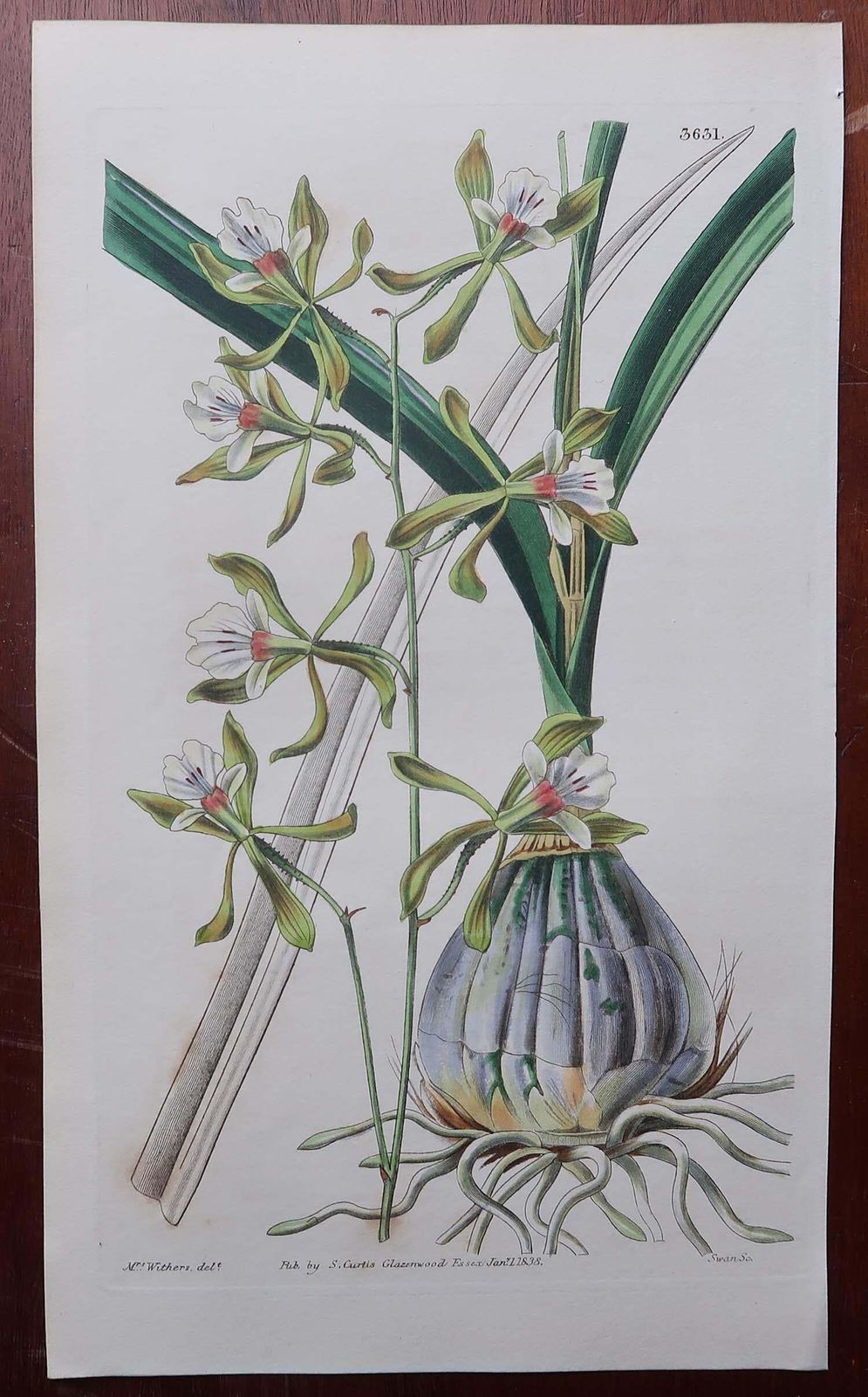 Set Of 12 Original Antique Botanical Prints  Orchids. Curtis. Dated 1837 photo for sale