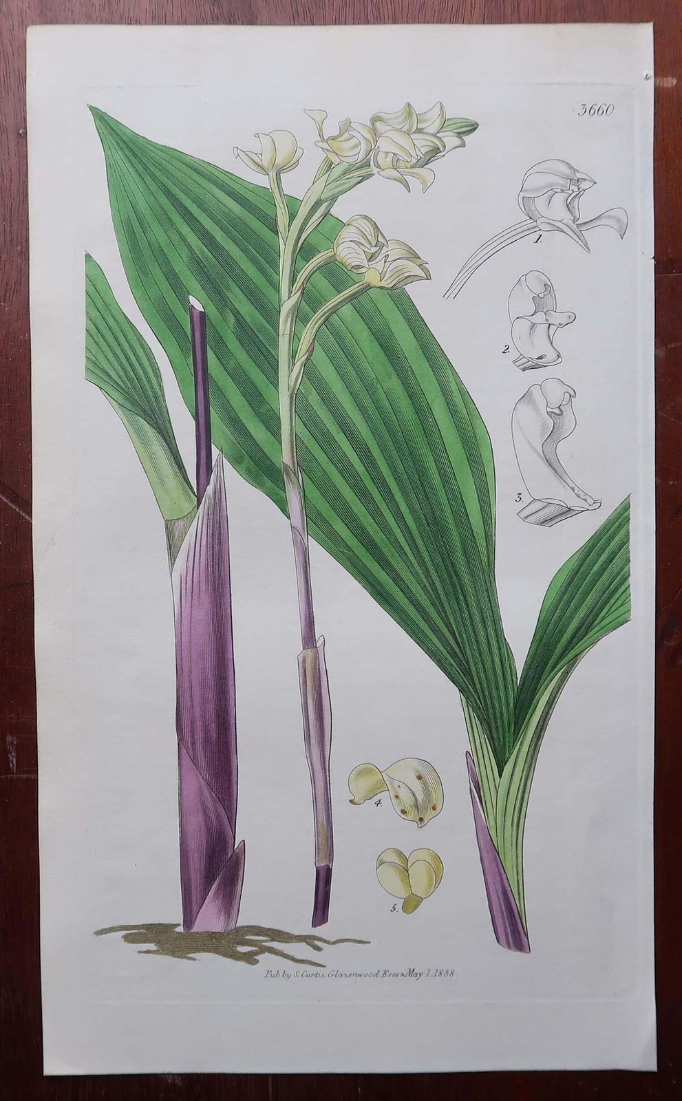 Set Of 12 Original Antique Botanical Prints  Orchids. Curtis. Dated 1837 photo Art