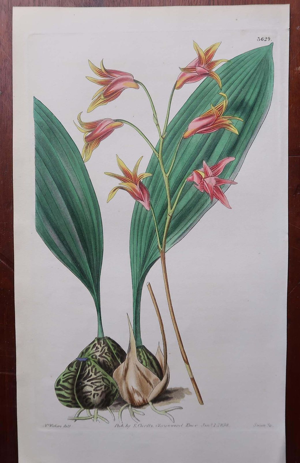 photo furniture Set Of 12 Original Antique Botanical Prints  Orchids. Curtis. Dated 1837