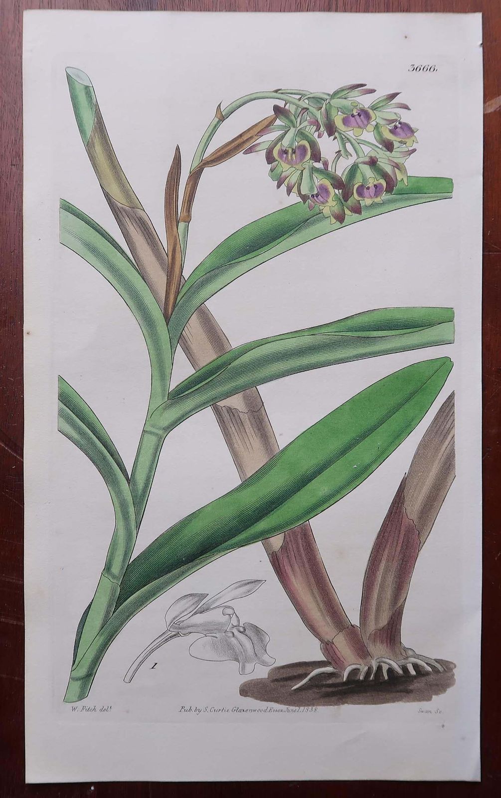 photo for sale Set Of 12 Original Antique Botanical Prints  Orchids. Curtis. Dated 1837