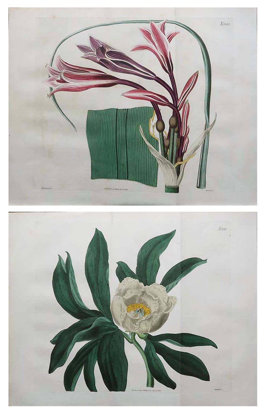 Pair Of Large Scale Original Antique Botanical Prints. Curtis. Dated 1826 photo furniture