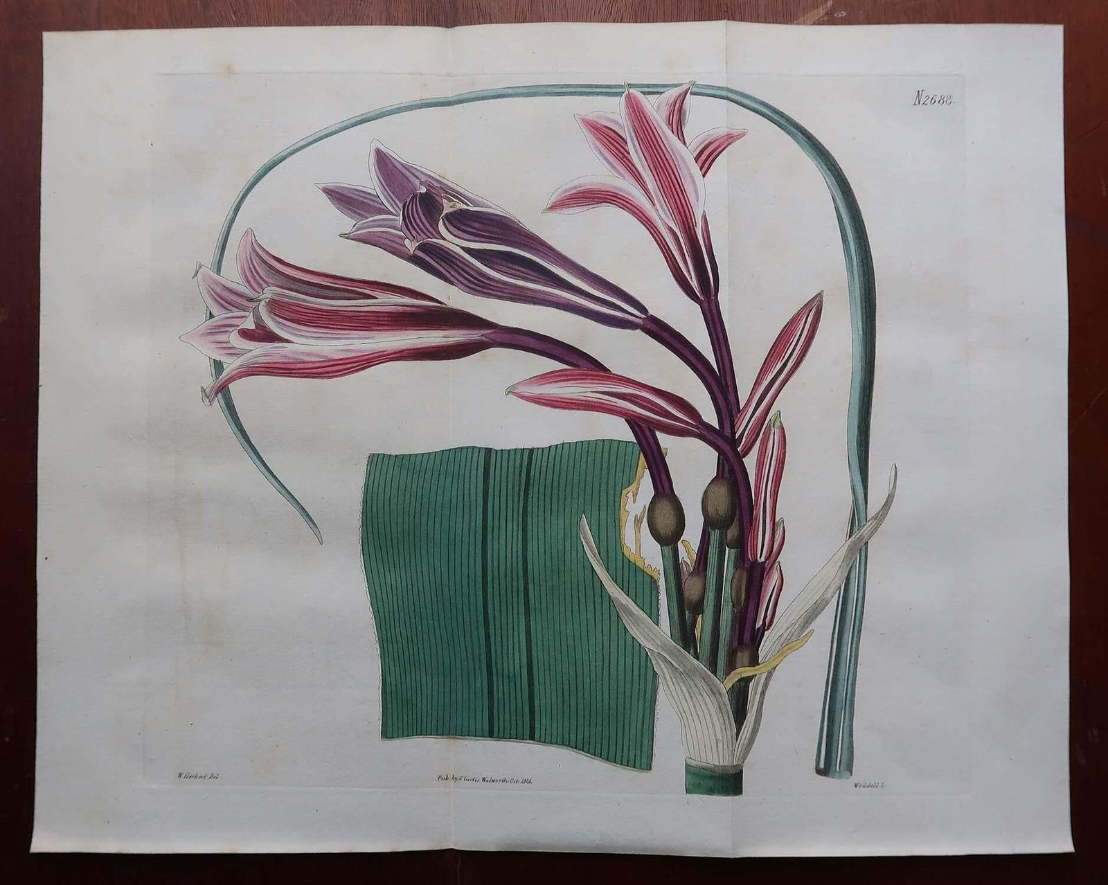 Pair Of Large Scale Original Antique Botanical Prints. Curtis. Dated 1826 photo for sale