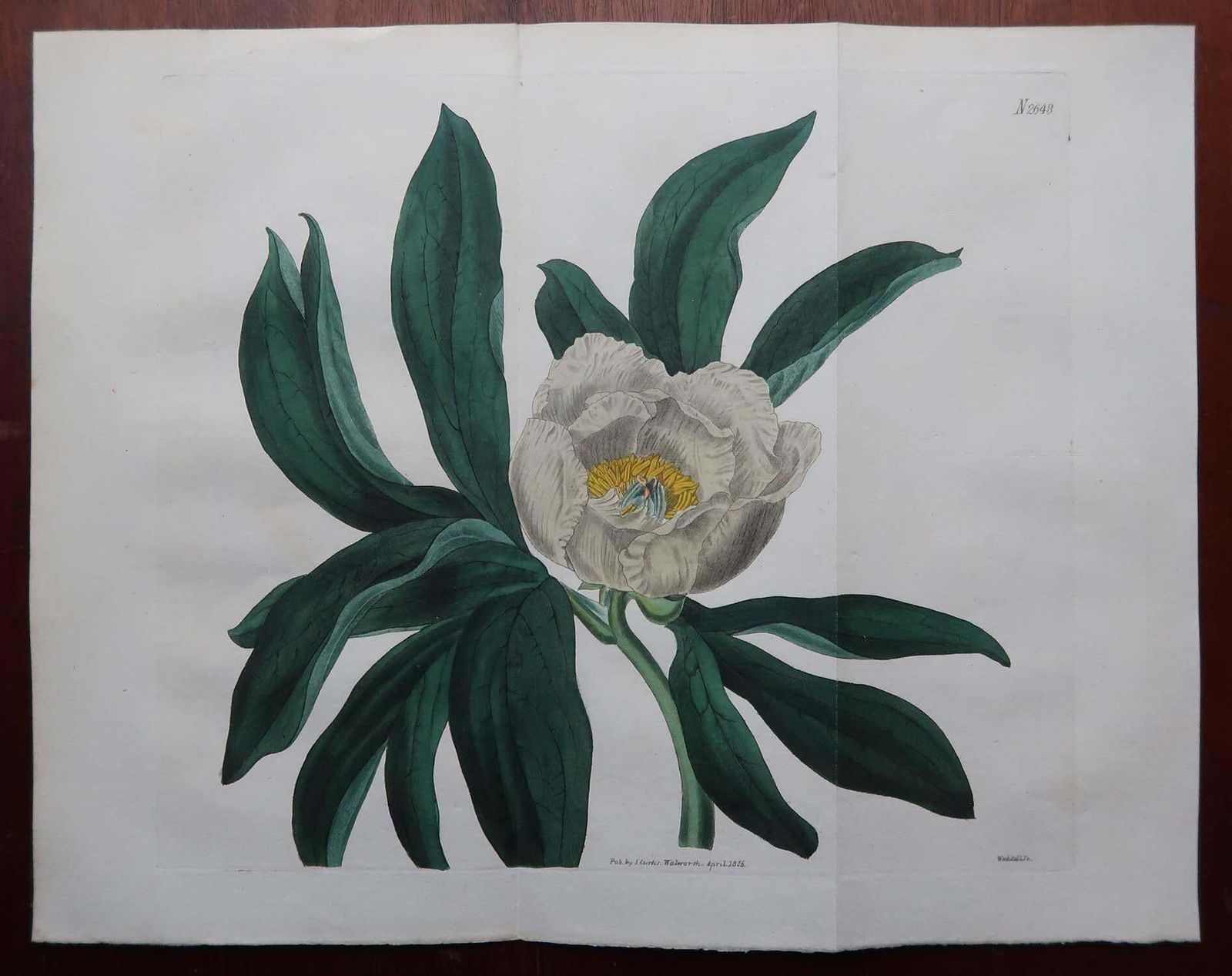 Pair Of Large Scale Original Antique Botanical Prints. Curtis. Dated 1826 photo Art