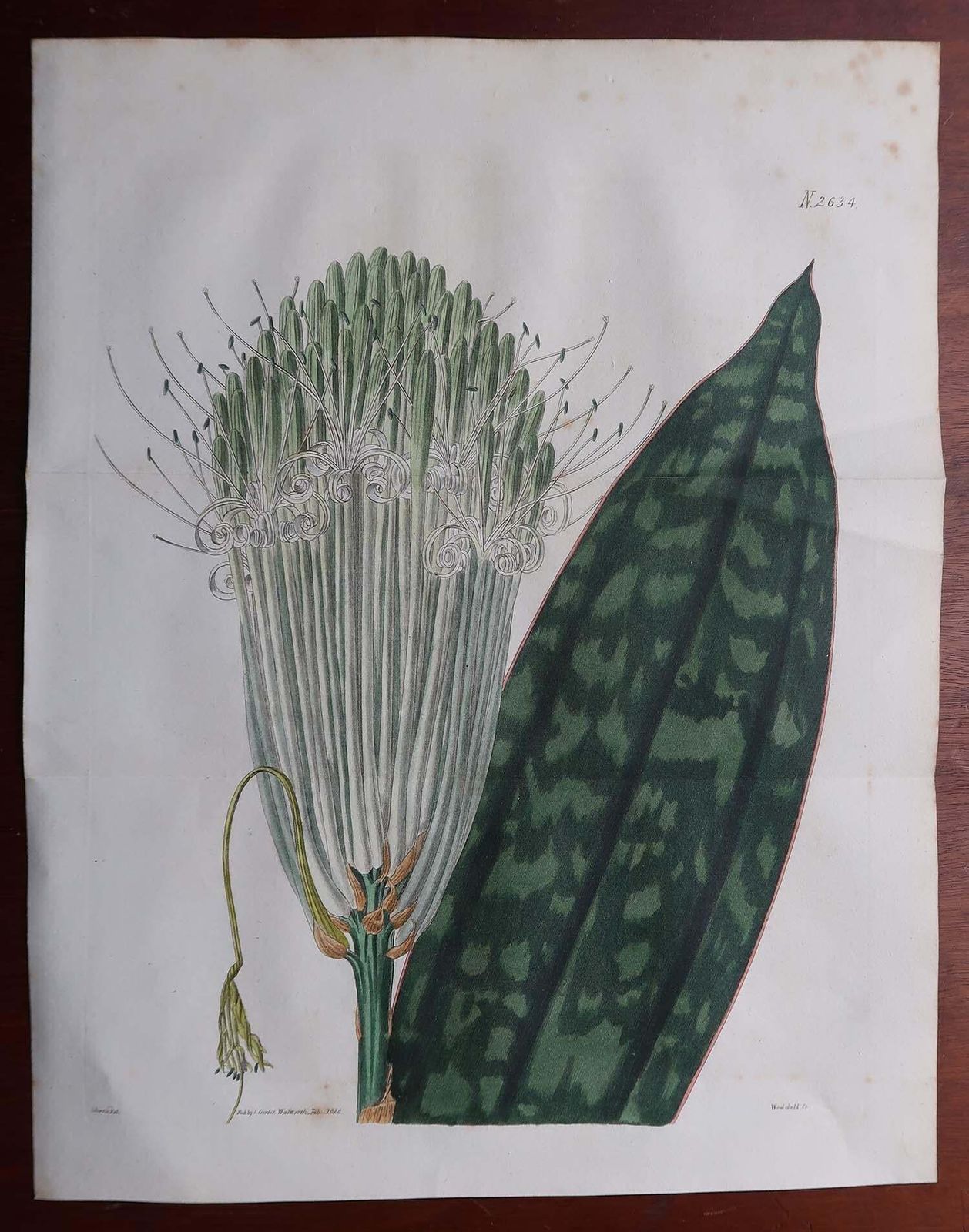 Pair Of Large Scale Original Antique Botanical Prints. Curtis. Dated 1826 photo for sale