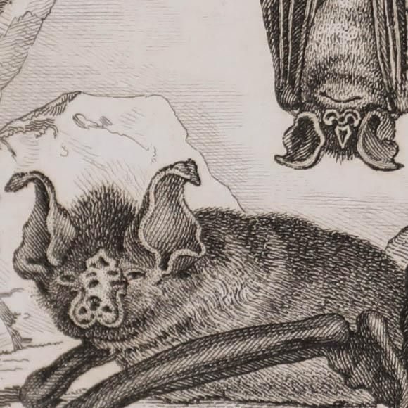Georges Cuvier (1769 1832) Early 19th Century Engraving, A Pair Of Bats photo Art