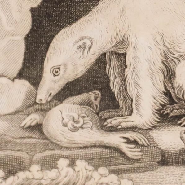 Georges Cuvier (1769 1832) Early 19th Century Engraving, Polar Bear photo Art