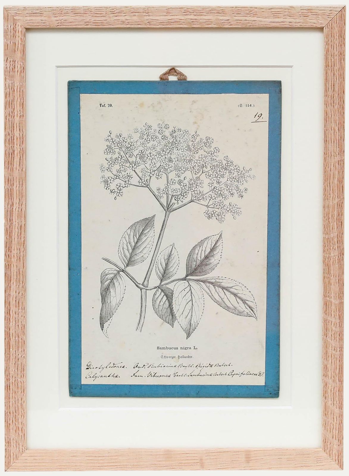 Native Flora Of Europe Framed 19th Century Lithograph, Sambucus Nigra