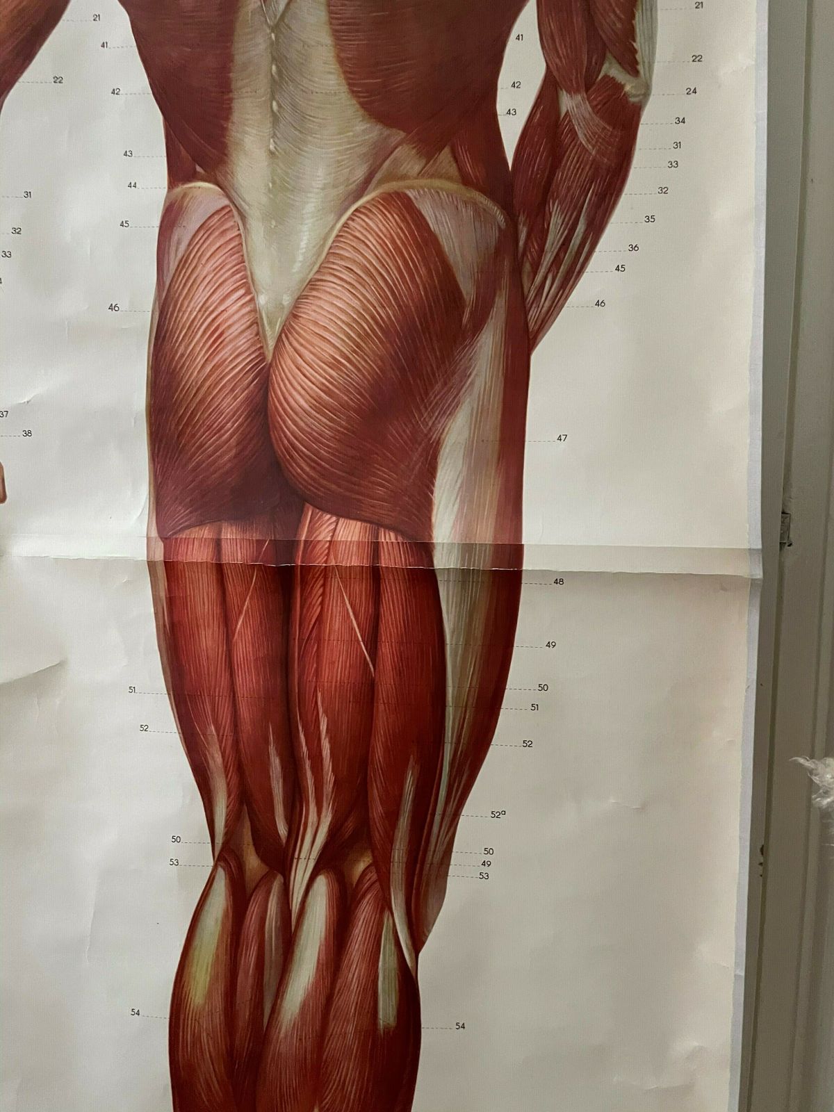 Anatomical Poster Of The Human Body photo 699.0