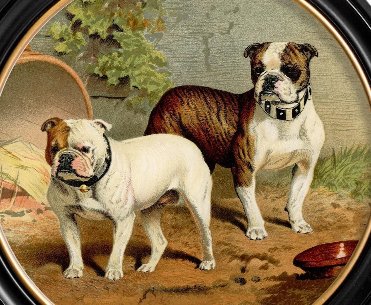 Bulldogs Print In Round Frame From A Victorian Original Circa 1881, New photo 365.0