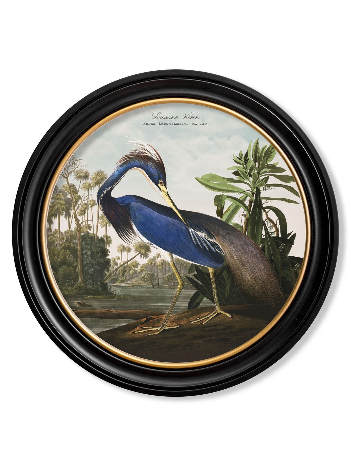 Louisiana Heron Print From Audubon's Birds Of America C1838 In Round Frame, New photo furniture