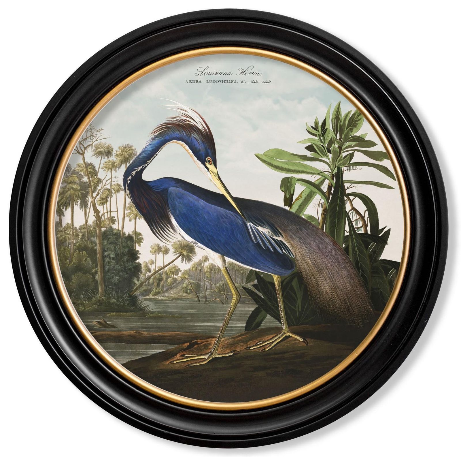 Louisiana Heron Print From Audubon's Birds Of America C1838 In Round Frame, New photo for sale