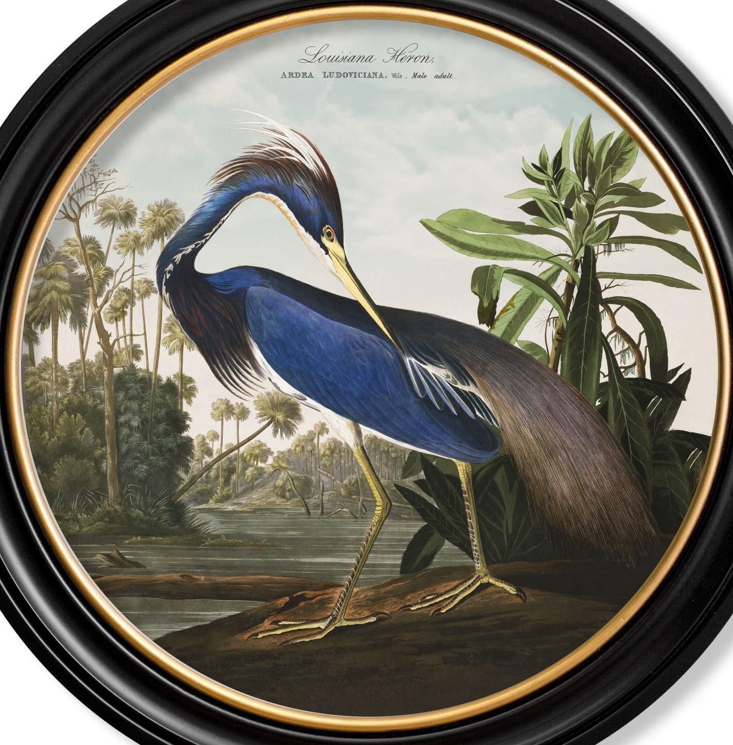 Louisiana Heron Print From Audubon's Birds Of America C1838 In Round Frame, New photo Art