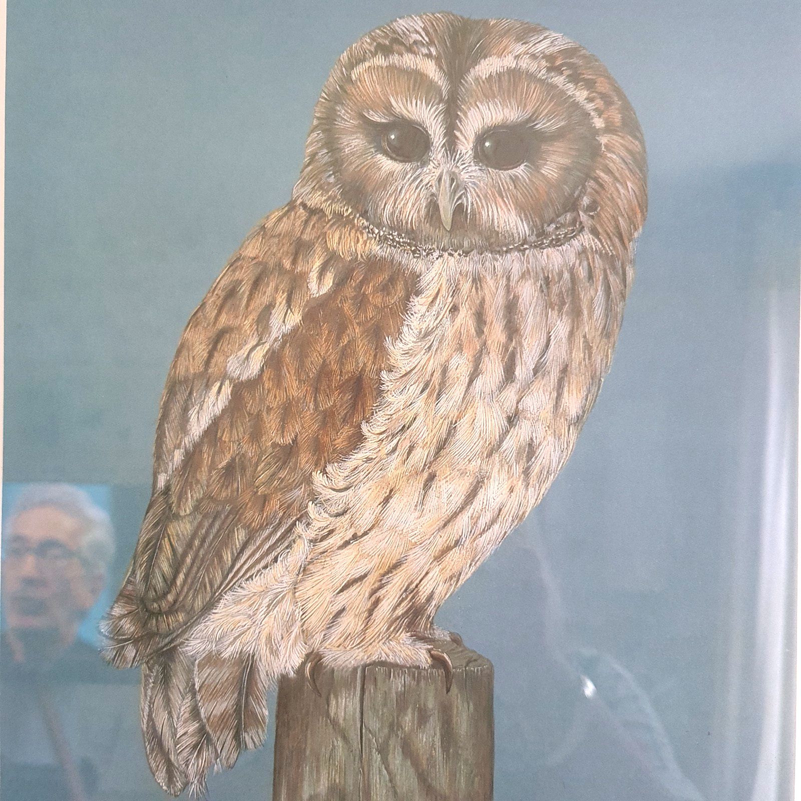 Phil Turner Signed Print 'Tawny' Owl Limited Edition 31/100 Framed 1982 photo vinterior