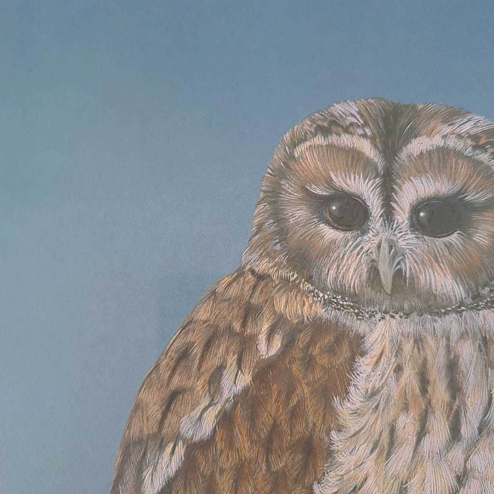 photo for sale Phil Turner Signed Print 'Tawny' Owl Limited Edition 31/100 Framed 1982