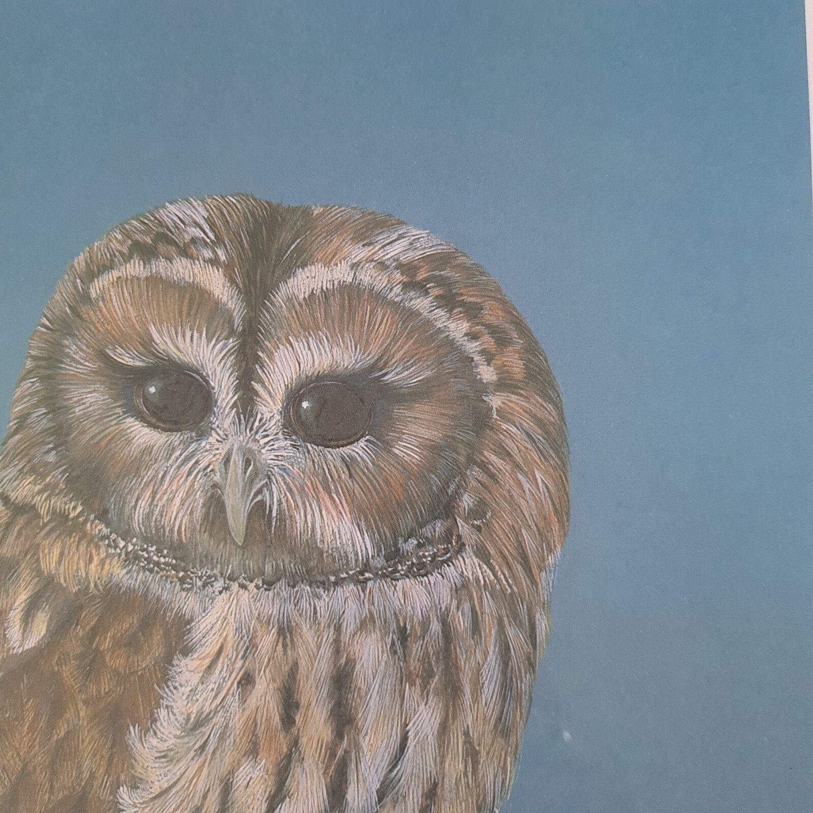 Art Phil Turner Signed Print 'Tawny' Owl Limited Edition 31/100 Framed 1982 photo
