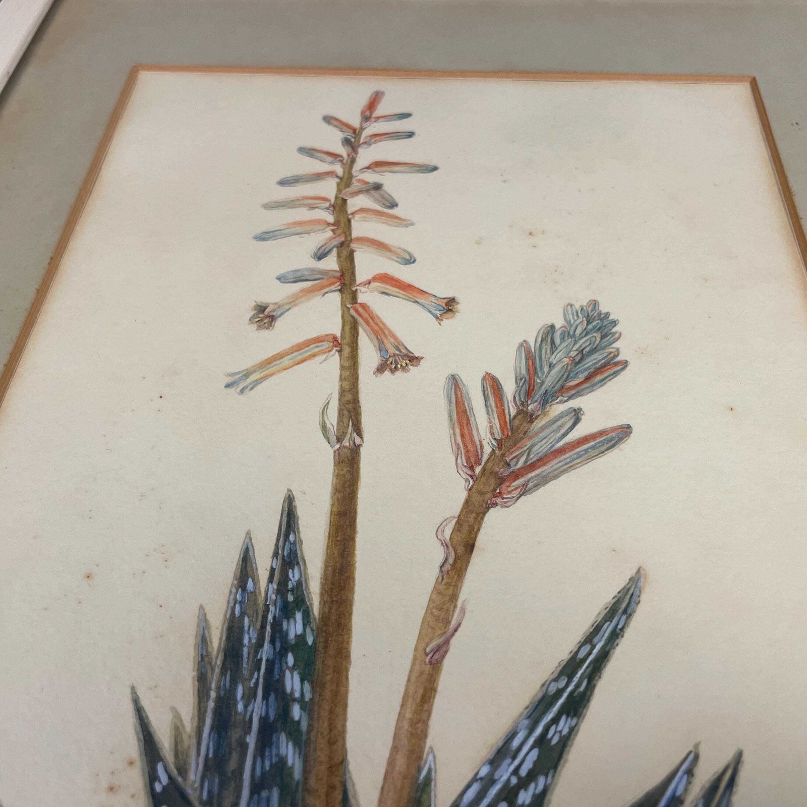 Botanical Aloe Watercolour Painting Vintage Signed J Adams 1974 Framed Wall Art Plant Artwork Nature Illustration Partridge Breasted Aloe photo vinterior