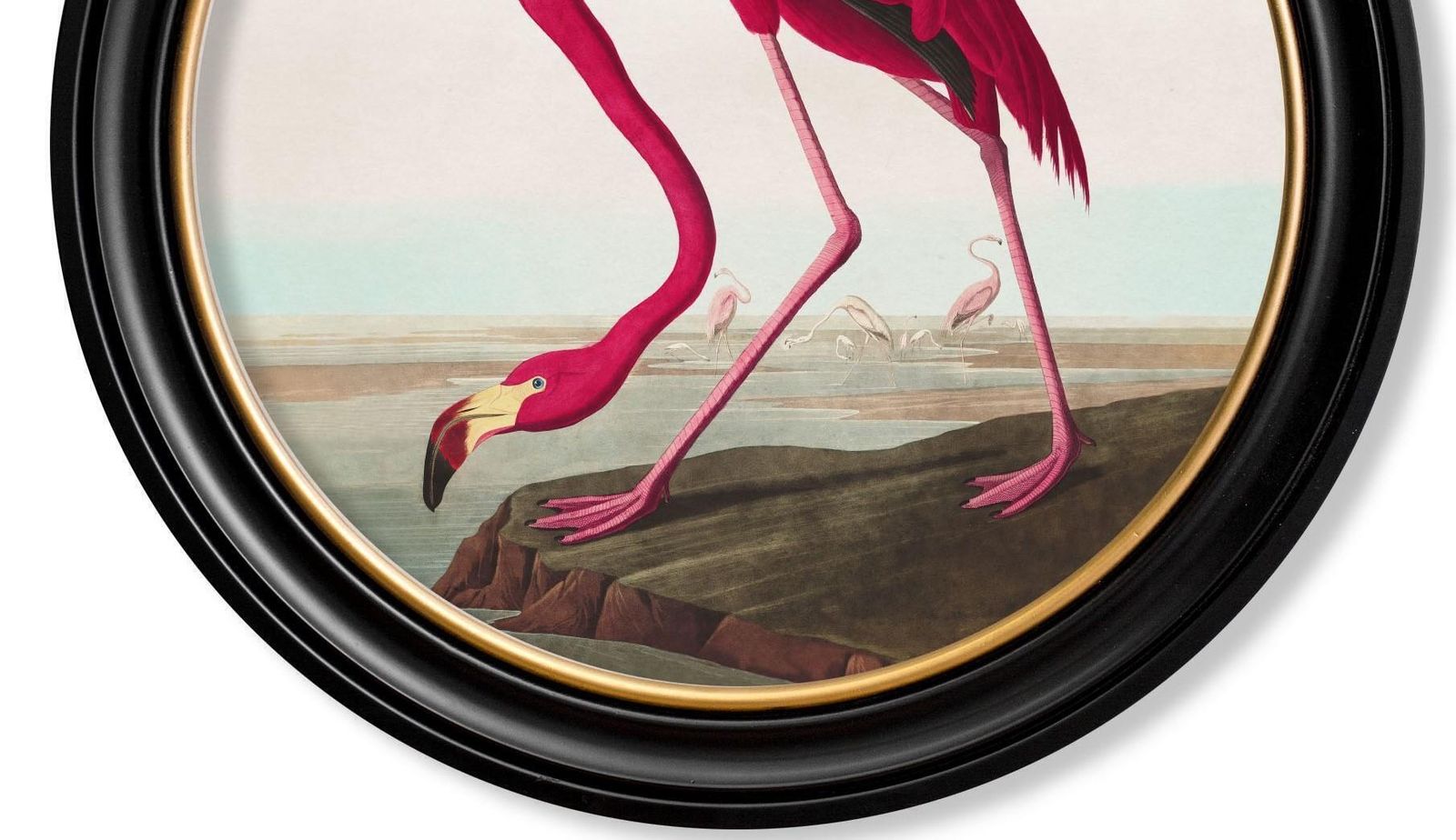 Flamingo Print From Audubon's Birds Of America C1838 In Round Frame, New photo Art