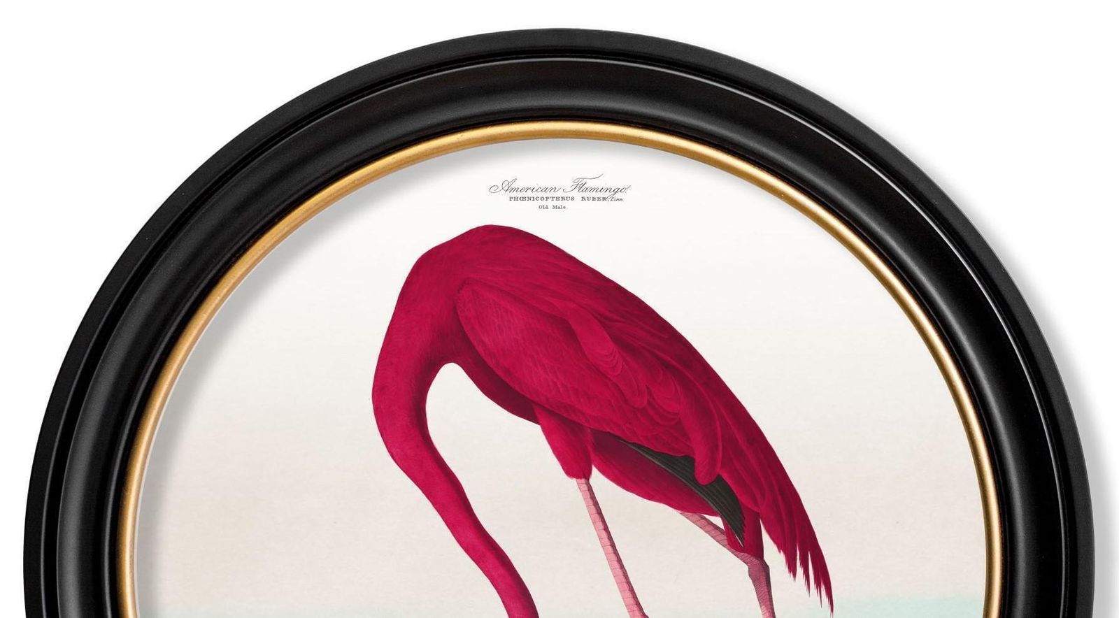 Flamingo Print From Audubon's Birds Of America C1838 In Round Frame, New photo 365.0