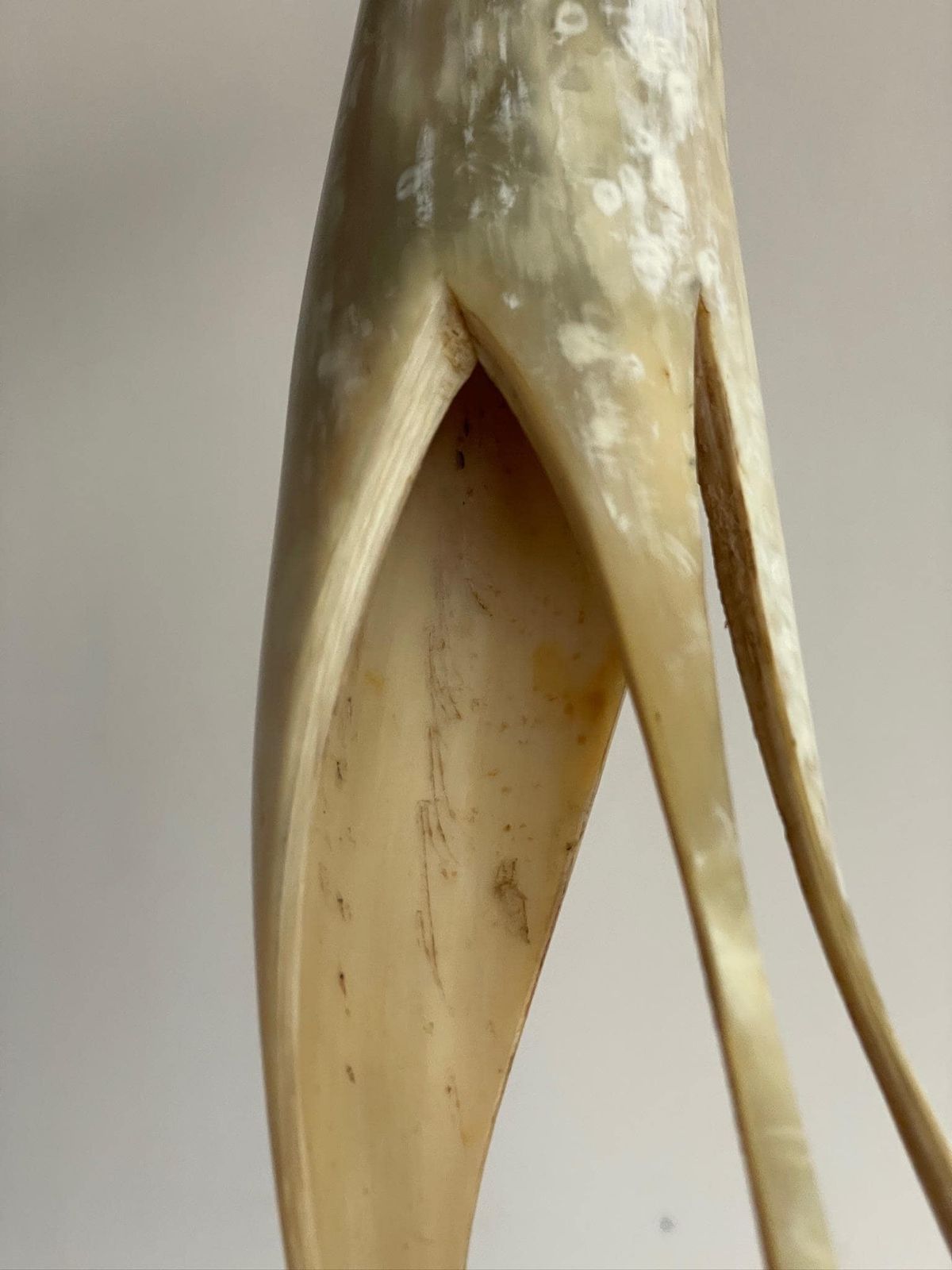 Extra Large Mid Century Sculpture Carved Bone Or Horn Of A Heron photo vinterior