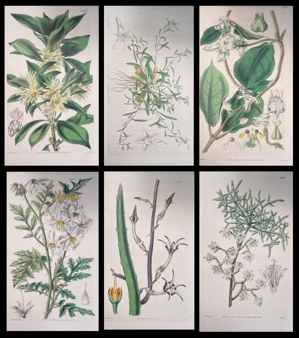 Unknownset Of Six Fine Antique British Hand Coloured Botanical Prints, Circa 1900'searly Mid 19th Century