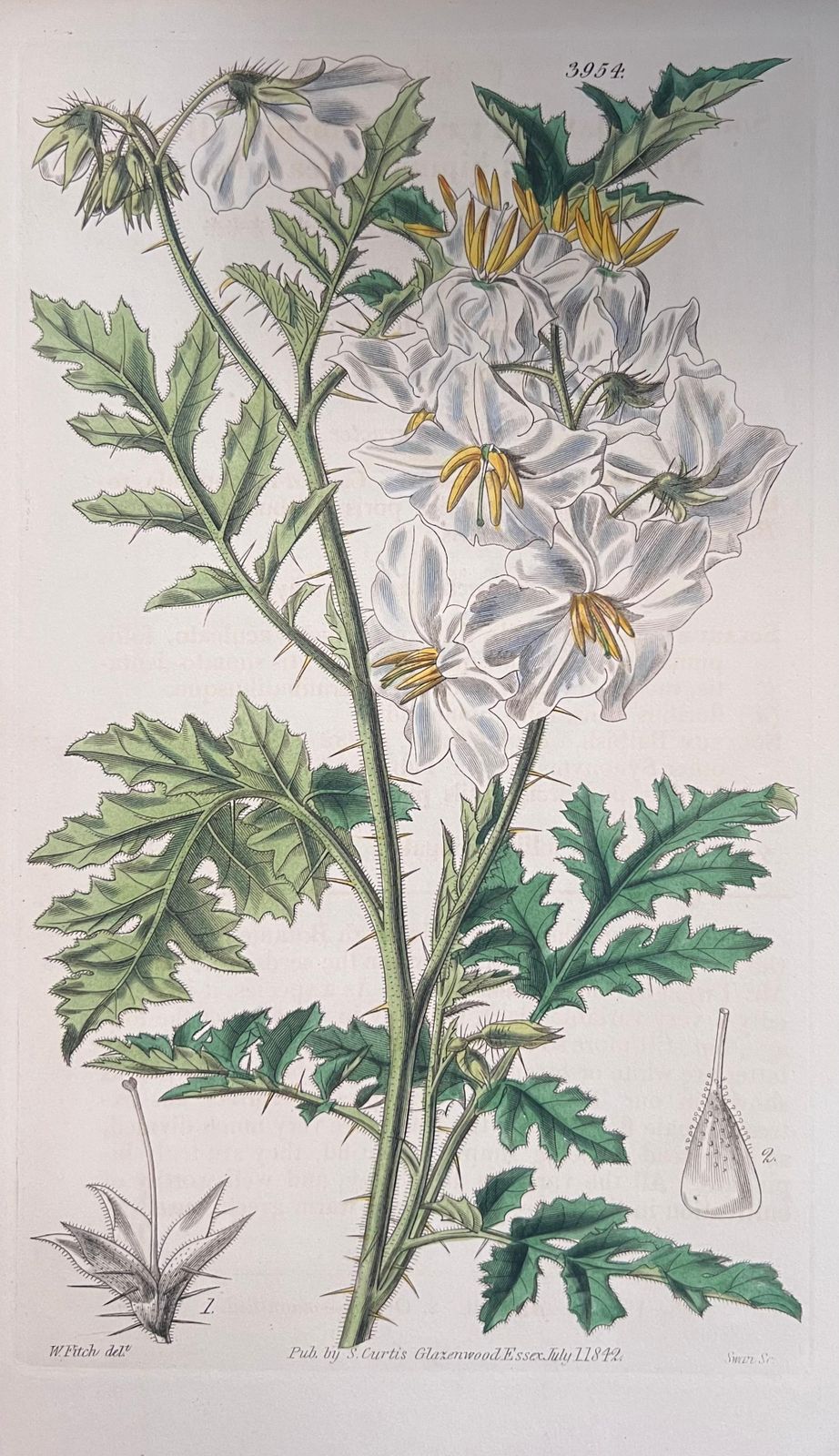 Unknownset Of Six Fine Antique British Hand Coloured Botanical Prints, Circa 1900'searly Mid 19th Century photo furniture
